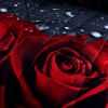 3D Print Red Rose Love All Season Comforter Set